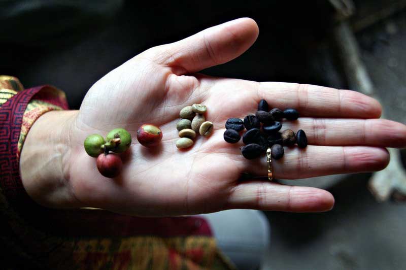 green bean kopi