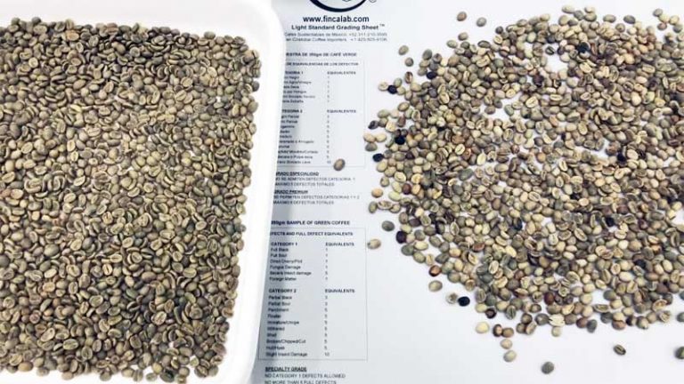 klasifikasi green bean kopi