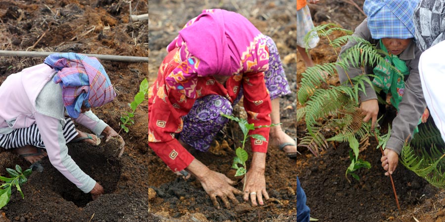 menanam tanaman kopi